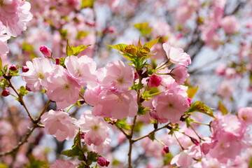 Obraz premium Branches of sakura flowers, cherry blossom