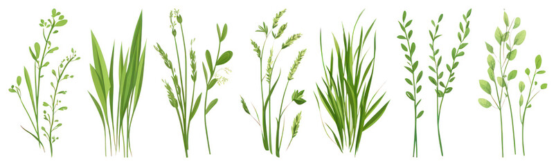 Fototapeta premium PNG Diverse green herbs collection, element set on transparent background