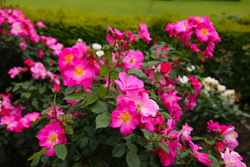 Obraz premium Beautiful roses in full bloom at the Japanese Rose Garden.