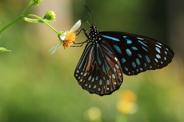 Tirumala septentrionis (Dark Blue Tiger) is a danaid butterfly found in the Indian subcontinent and Southeast Asia.