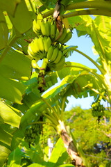 A cluster of green bananas hanging from a banana tree