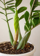 Zamioculcas Zamifolia - dollar tree. Zamioculcas with fresh new leaves in the pot. New leaf at the home flower.	