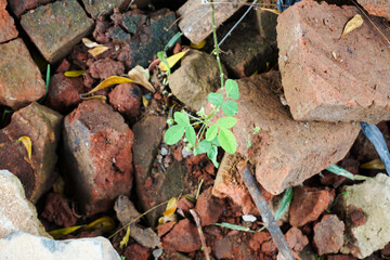 Red bricks. One of the materials for making a house