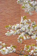 Branches of sakura flowers, cherry blossom