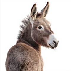 Fototapeta premium Gray Donkey Close-Up. Symmetrical Ears Erect, Funny Expression & Textured Fur - Portrait of a Domestic Animal for Farm and Pasture Lovers