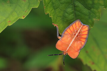 Tessaratoma papillosa ( Lychee stink bug)  nymphs belonging to the family Tessaratomidae often exhibit strikingly vibrant colors in contrast to the relative drabness of adults. 