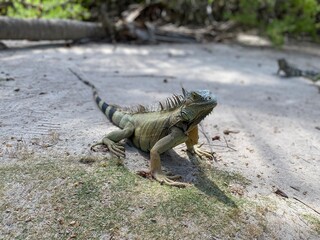 Iguana on the beach