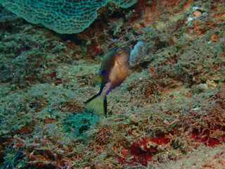 sharpnose puffer fish in the caribbean