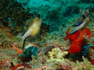 sharpnose puffer fish in the caribbean
