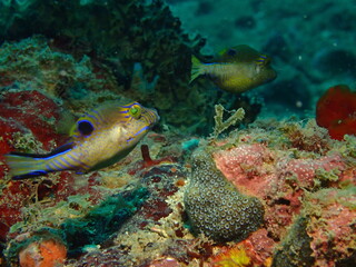 sharpnose puffer fish in the caribbean