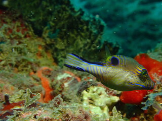 sharpnose puffer fish in the caribbean