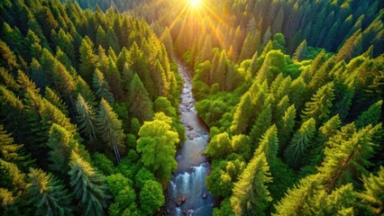 Golden Hour Serenity A River Flows Through a Lush Evergreen Forest Bathed in Sunlight