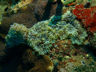 coral reef in the caribbean