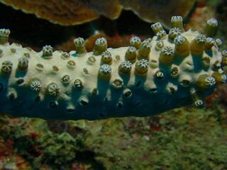 coral reef in the caribbean
