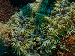 coral reef in the caribbean