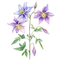 A Columbine Plant, watercolor clipart vector, high quality, isolated on a white background.