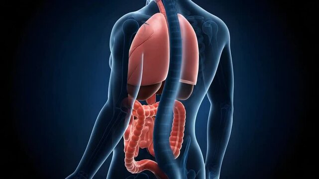 Internal Organ Anatomy of Human Body Illustration