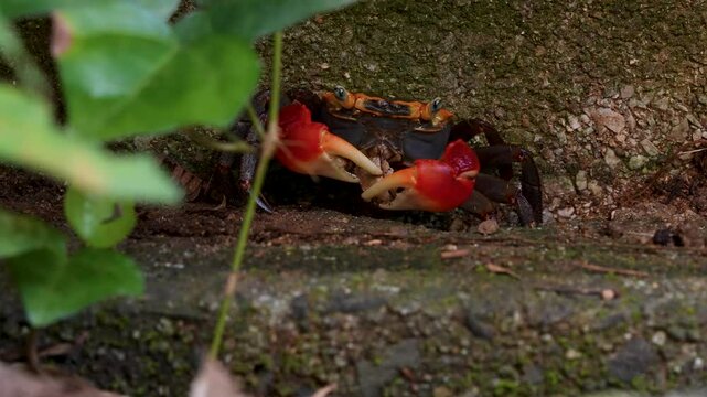 アカテガニが枯葉を食べている4K動画