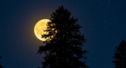 Fototapeta premium Silhouette of a tree against the golden moonlit night sky with twinkling stars