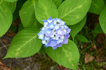 ヒメアジサイ　Hydrangea