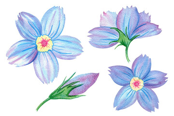 Forget-me-not flower, Myosotis, abstract fantasy blue flower, wildflower, spring herb, garden plant, botany, collection of floral illustration. Hand drawn watercolor set of isolated objects