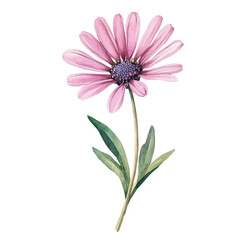 A Cape Daisy Stem, watercolor drawing vector, high quality, isolated on a white background.