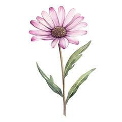 watercolor of A Cape Daisy Stem, vector high quality, isolated on a white background.