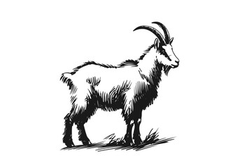 Alpine goat hand drawn sketch vector illustration