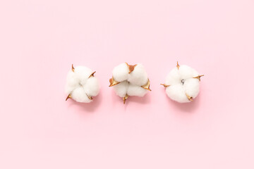Beautiful cotton flowers on pink background