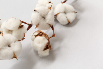 Cotton branch on grey background, closeup