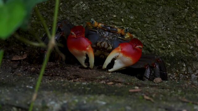 アカテガニの4K動画