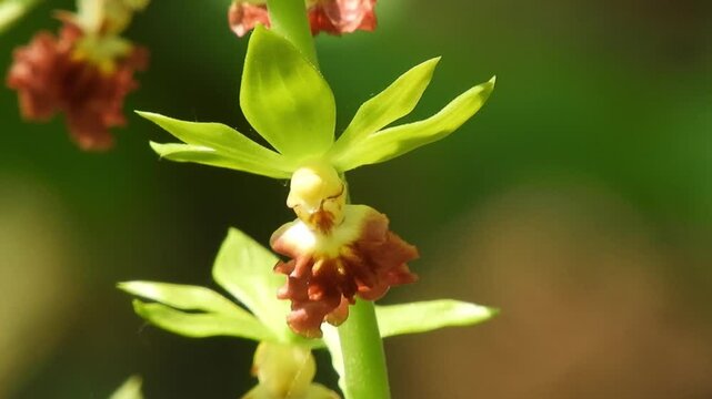 [4K] Botanical Video of Rare Wild Calanthe tricarinata (Sarumen-Ebine) Blooming on the Deep Mountain Forest Floor 【4K】深山の林床に咲くサルメンエビネ（猿面海老根）：希少な野生のランのボタニカル動画 撮影日：20250528-3
