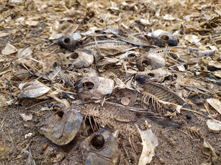Fish skeletons in reservoir that has dried up due to long drought.
