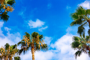 Green palm leaves against blue sky. Palm trees in backlit summer sunlight. View from bottom to top. High quality photo