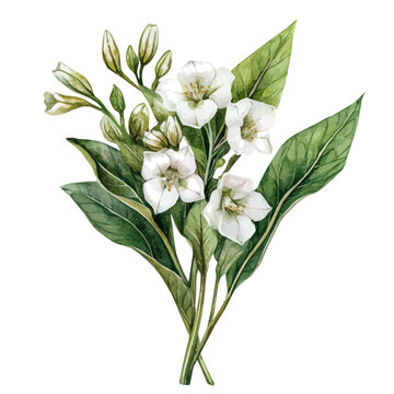 A Bogbean Bouquet, watercolor illustration vector, high quality, isolated on a white background.