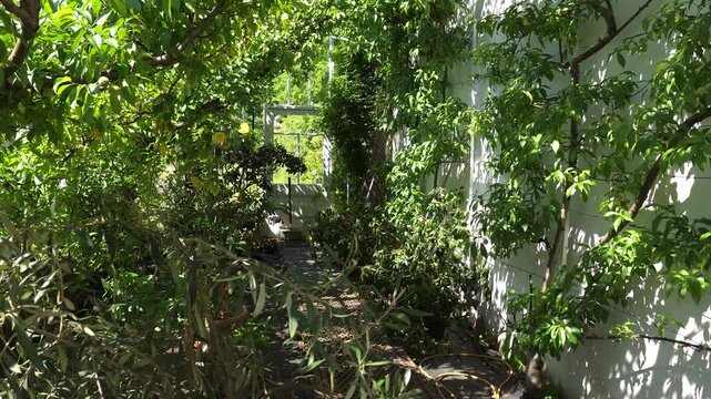Garden, greenhouse and conservatory at Finlaystone Country Park Estate. Scotland. U.K. Formal gardens, woodlands, event venue, play areas, self-catering, cafe overlooking the Clyde River near Langbank