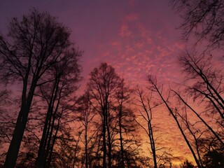 the beautiful setting sun in the forest