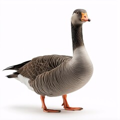 Wild Gray Goose. Birdwatching Wildlife in Nature's Avian Habitat