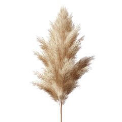Pampas Grass Green Background