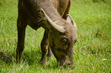 Asian Water Buffalo in Rice Field