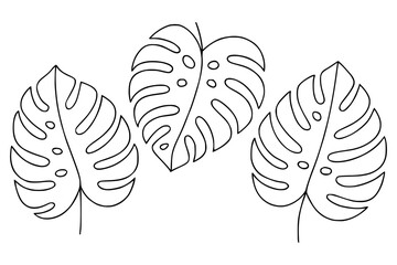 Hand-drawn tropical monstera leaves with black contour isolated vector.