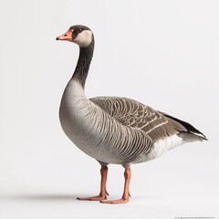 Obraz premium Elegant Goose Portrait. Vibrant Winged Wildlife, Majestic Waterfowl on White Background