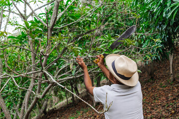 An older farmer with a hat and a machete pruning some trees in the forest on his farm