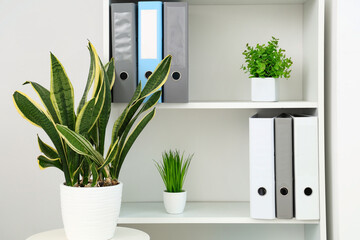 Fototapeta premium Sansevieria houseplant on table near shelving unit in office, closeup
