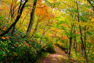 紅葉トレッキング　笹ヶ峰高原