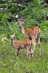 white tail deer south Florida