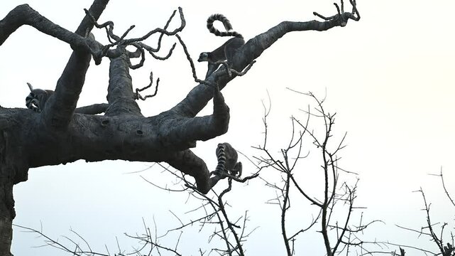 Funny and Playful Lemur Catta Family Interacts Near the Iconic Baobab Tree in Madagascar During Sunset