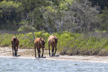 Feral Horses Beaufort North Carolina