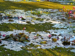 Lilies in the Lagoon on a Summer Afternoon