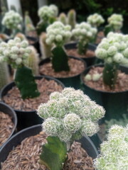 Closeup of various cacti in pots